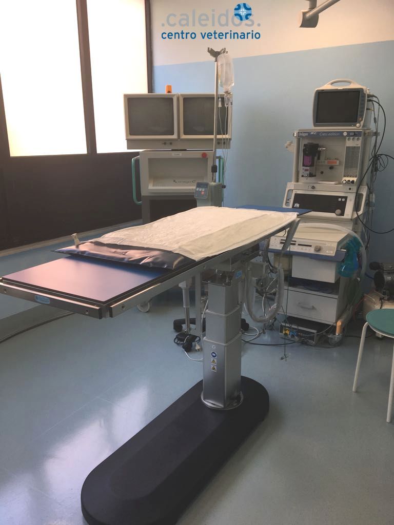 chirurgia piccoli animali