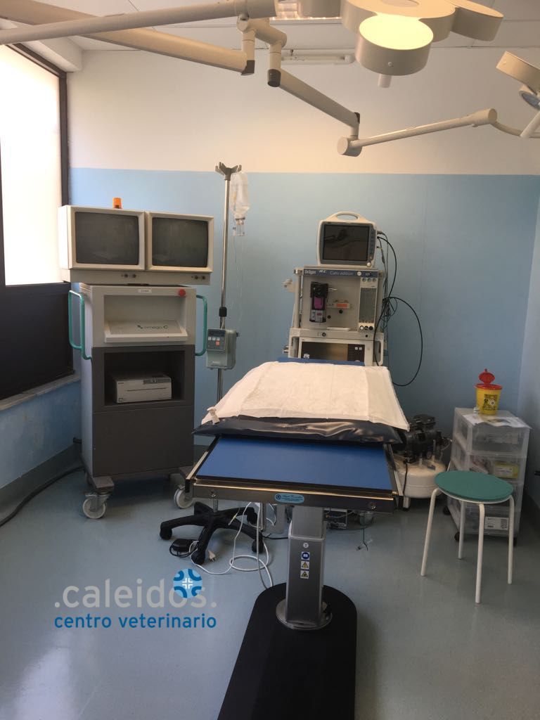 chirurgia cane gatto