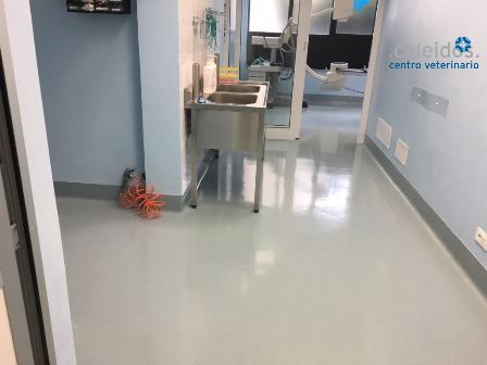 PRE-CHIRURGIA VETERINARIO SAVONA