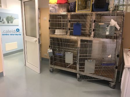 POST-OPERATORIO ANIMALI