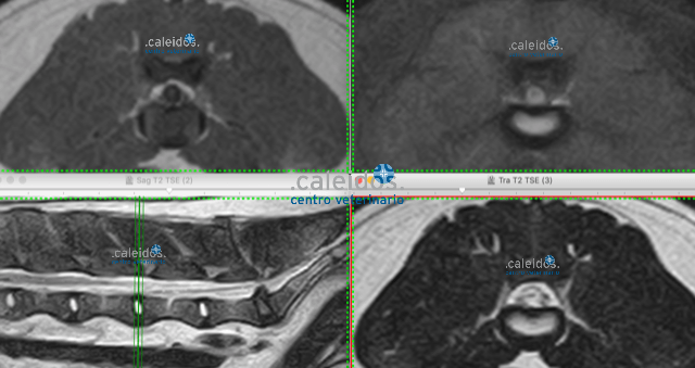 MRI dog, veterinary joint MRI, veterinary MRI
