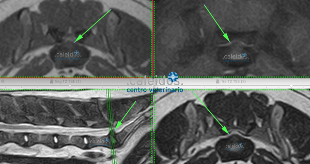risonanza magnetica  cane, risonanza magnetica articolare veterinaria, RM veterinaria