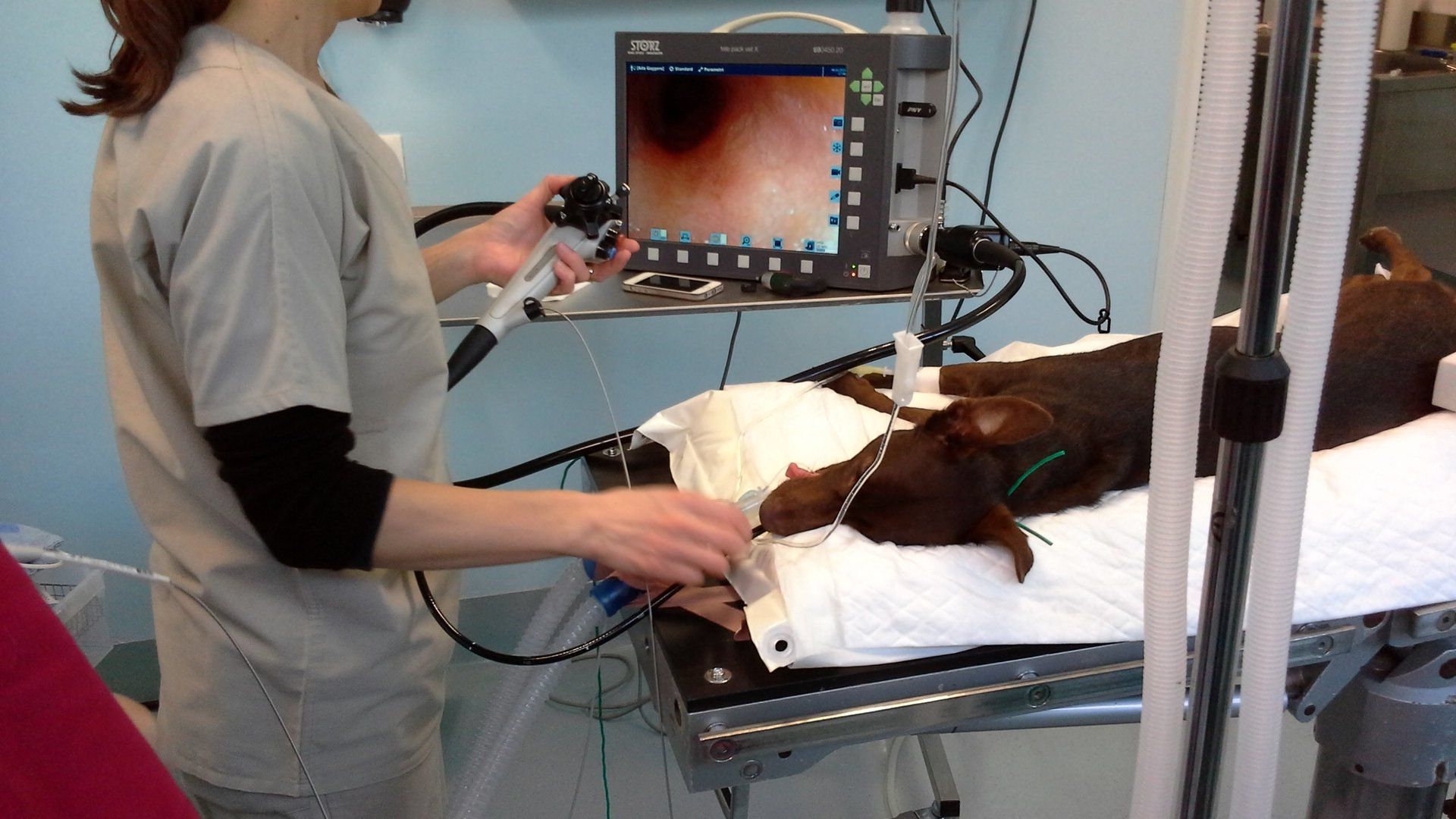 oesophago-gastroscopy dog