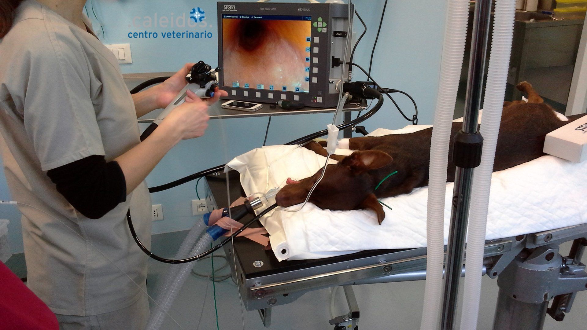 GASTROSCOPIA ANIMALI