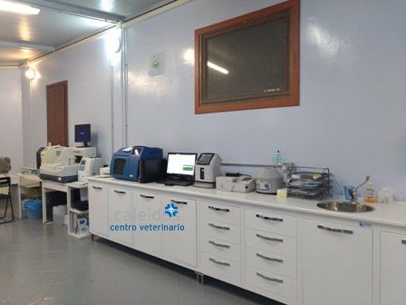 ANALISI SANGUE CANE GATTO