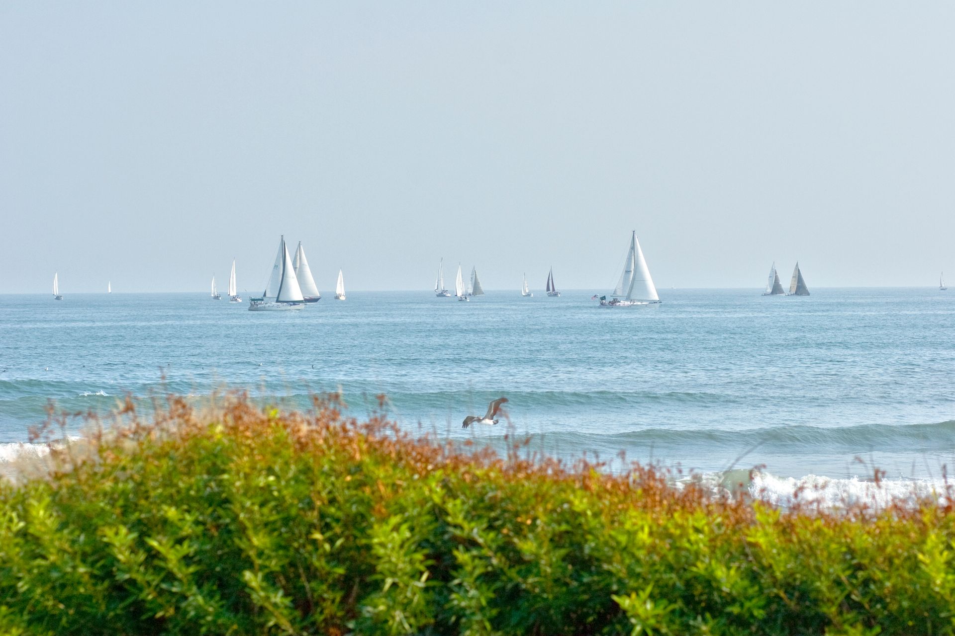 A group of sailboats are floating on top of a large body of water.