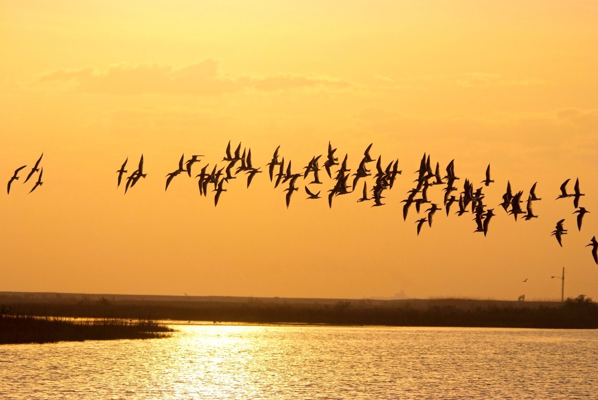 A flock of birds are flying over a body of water at sunset.