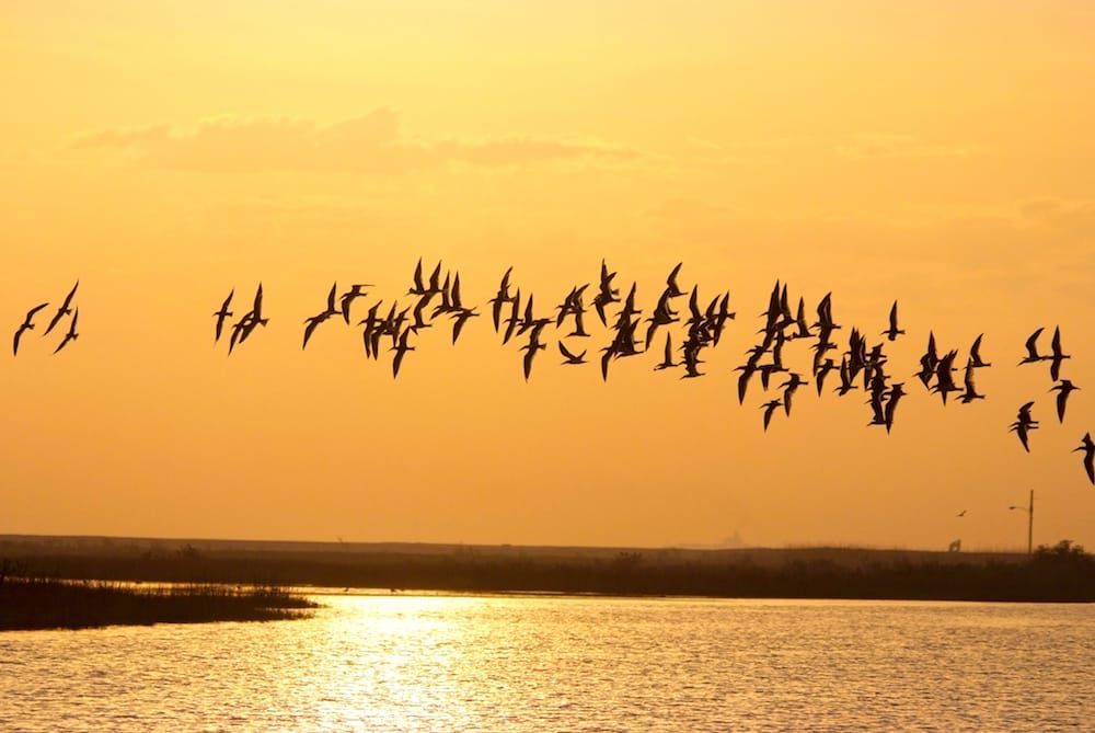 A flock of birds are flying over a body of water at sunset.