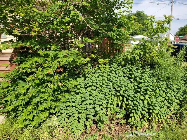 A bush with lots of green leaves is growing in front of a house.