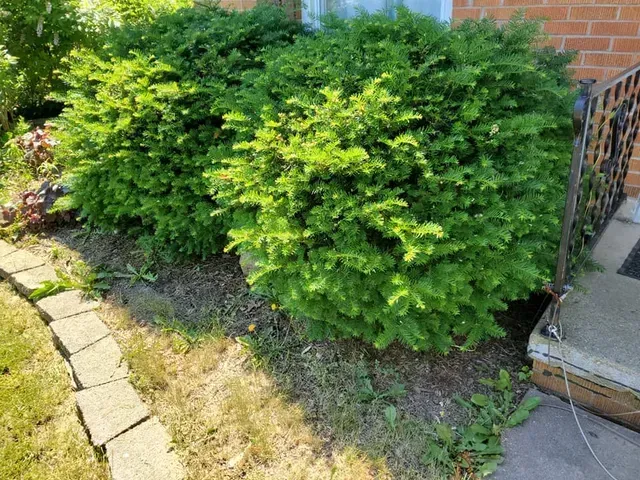 A bush in a yard next to a brick building.