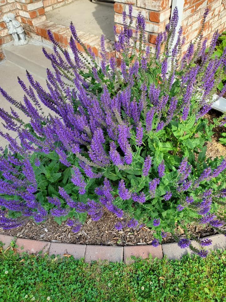A bush of purple flowers is growing in front of a brick building.