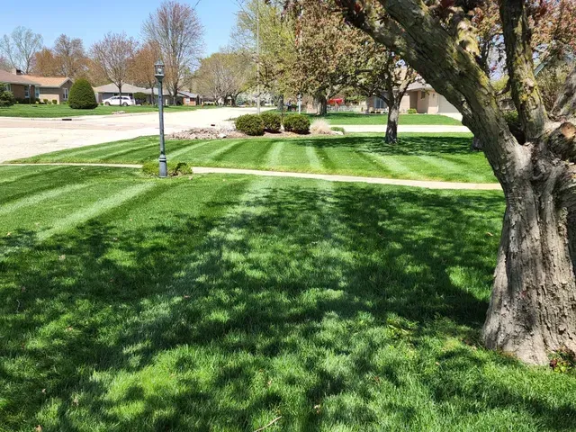 A lush green lawn with a tree in the middle of it.