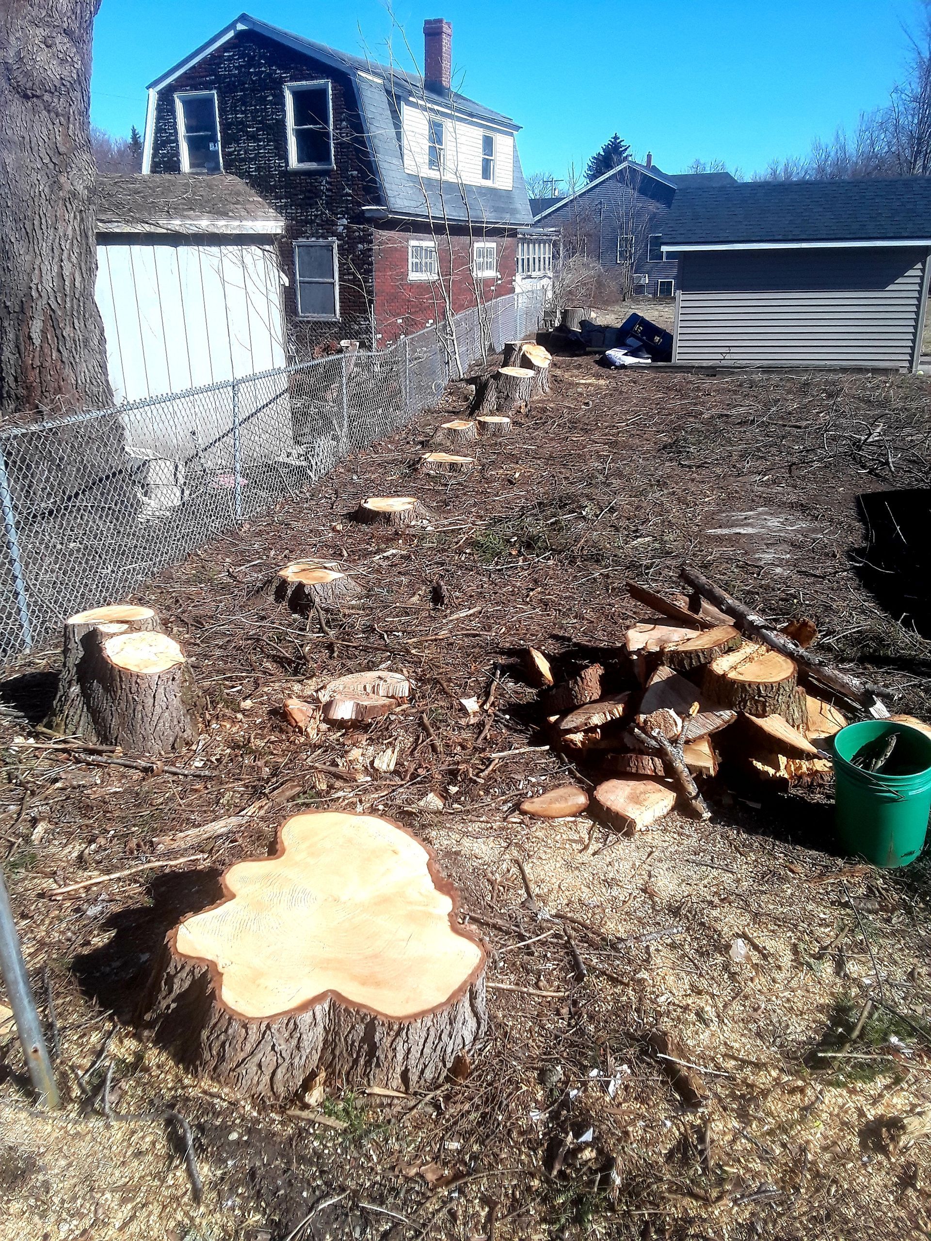 A row of tree stumps ready to be ground