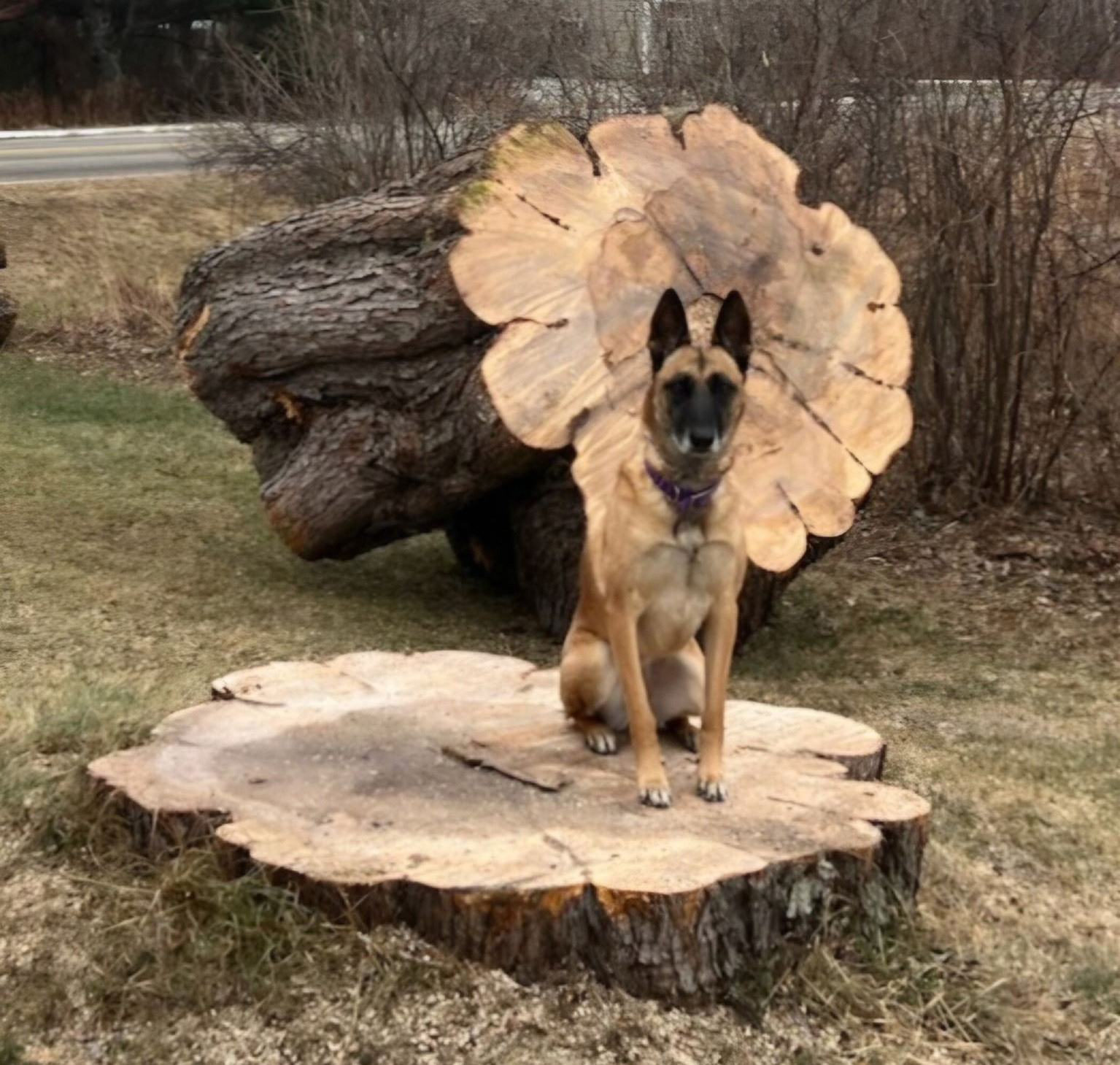 A tractor is stump grinding a tree stump in a yard.