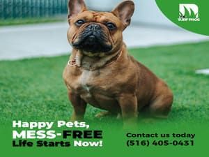 A brown French Bulldog sits on green turf. Text reads, 