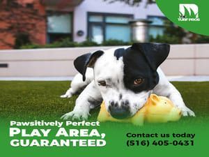 Dog playing with a yellow toy on artificial turf, ad for Turf Pros. White and black dog.