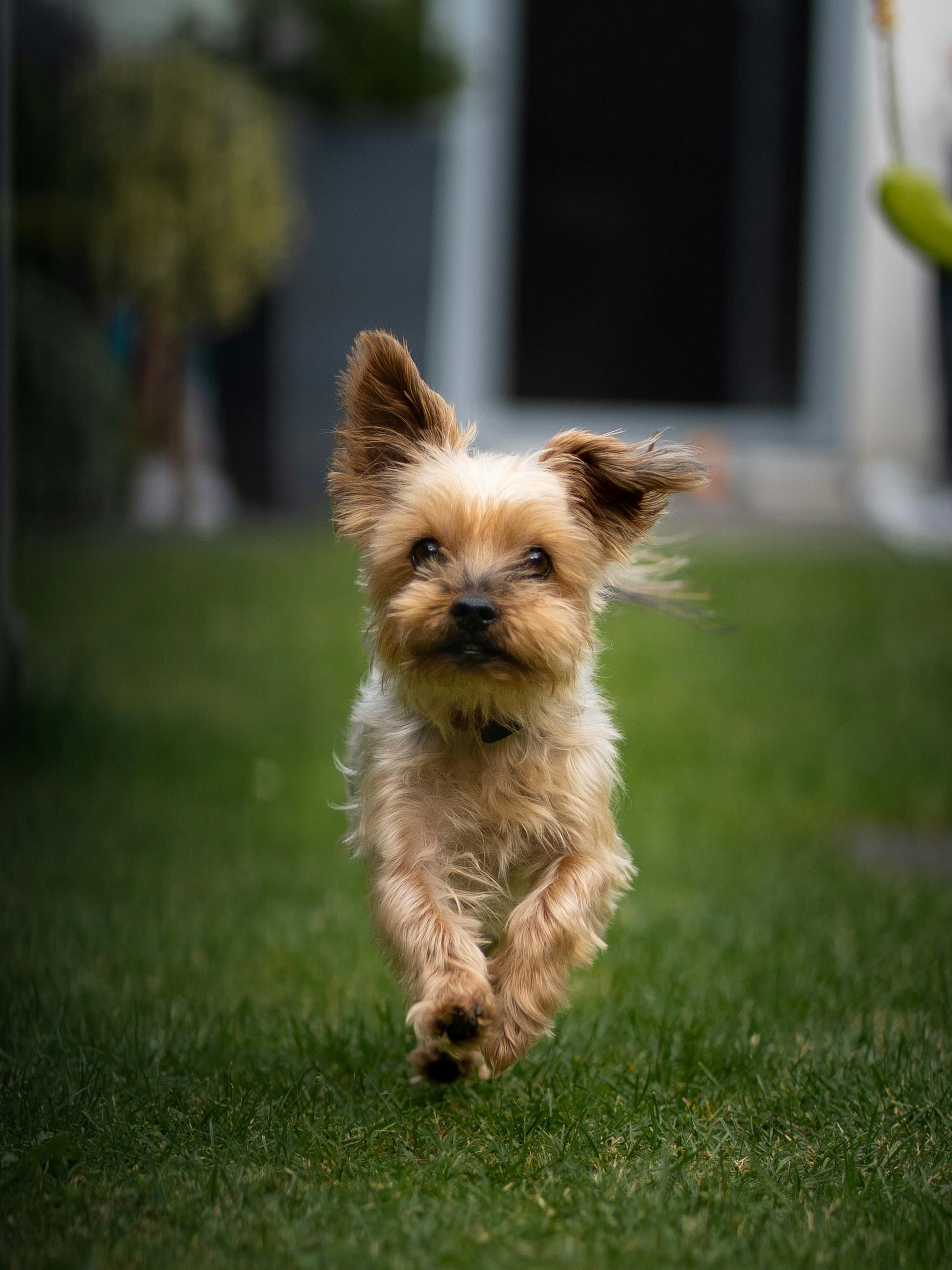 Small tan Yorkshire Terrier dog running on green grass.