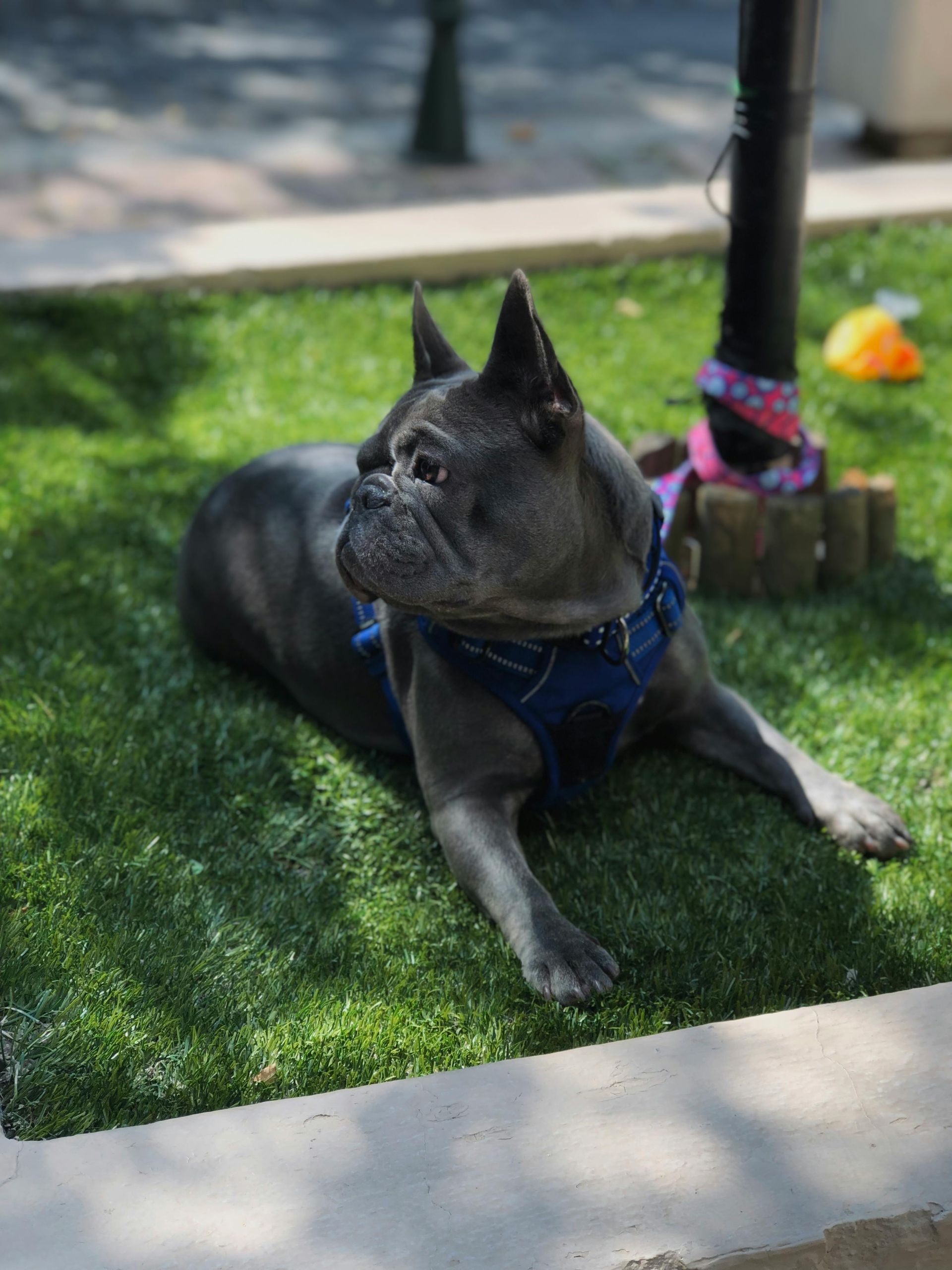 Blue French bulldog resting on green grass, looking to the side.