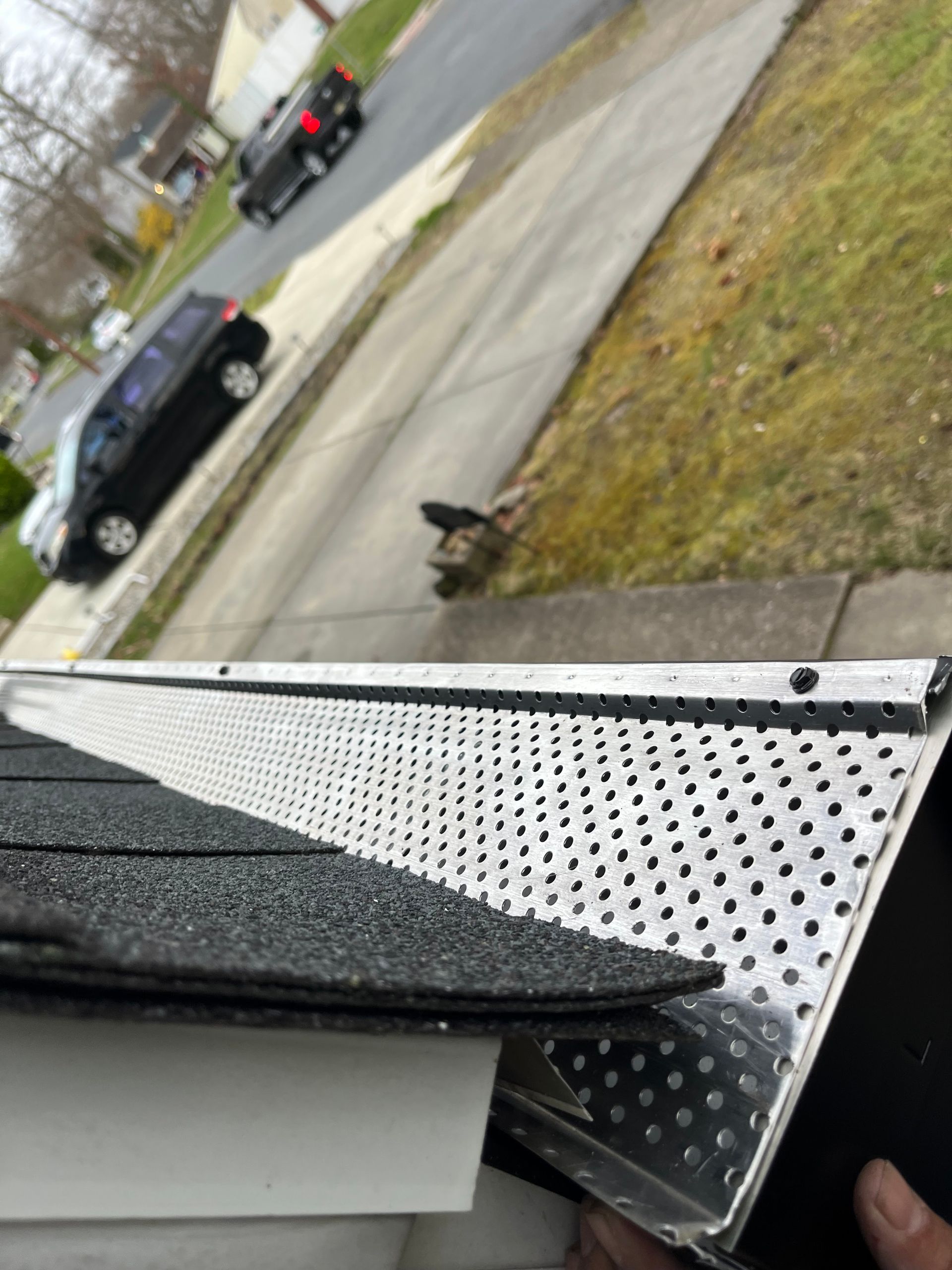 Small dog standing on a grassy roadside near parked cars on a rainy street.