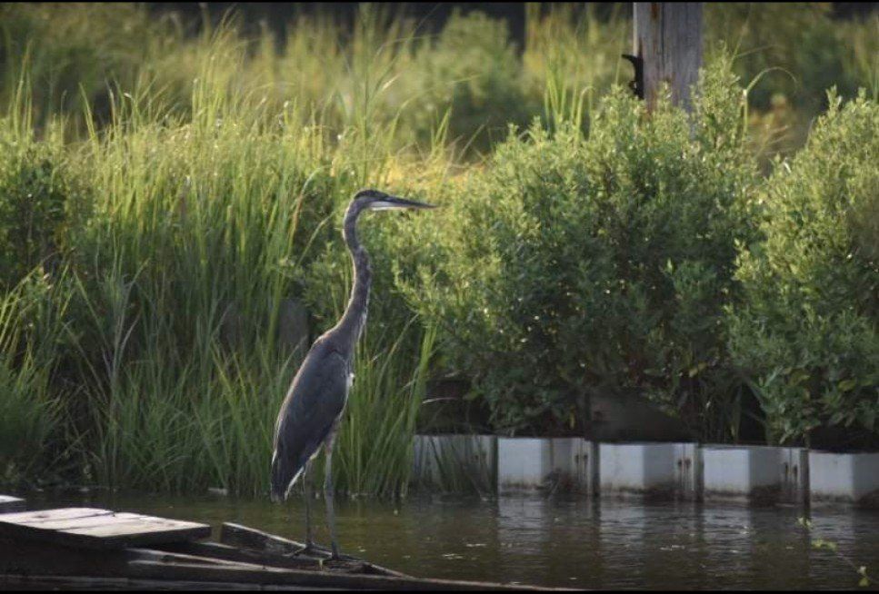 Blue Heron and native species of the Patuxent river, Maryland. 