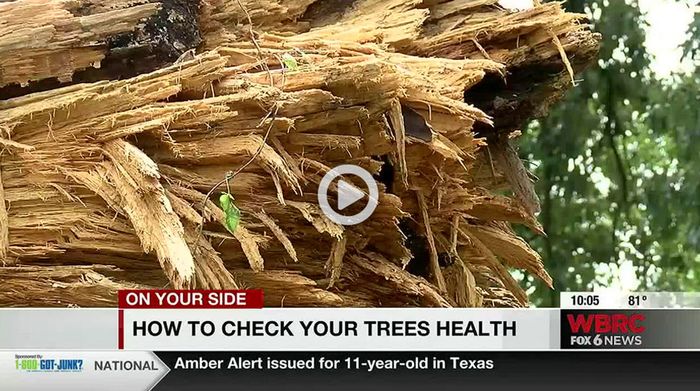 How to check your trees article-WBRC