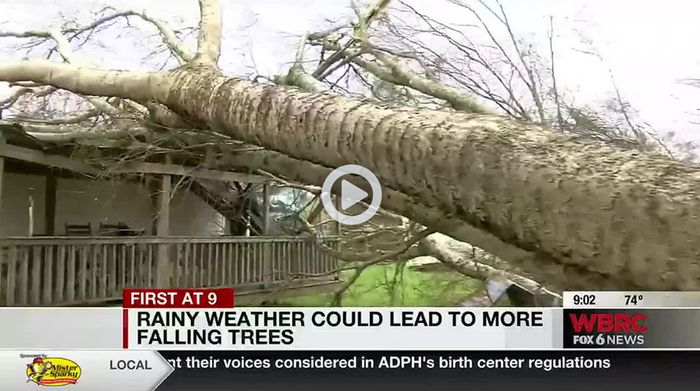 Heavy rains could cause tree fall