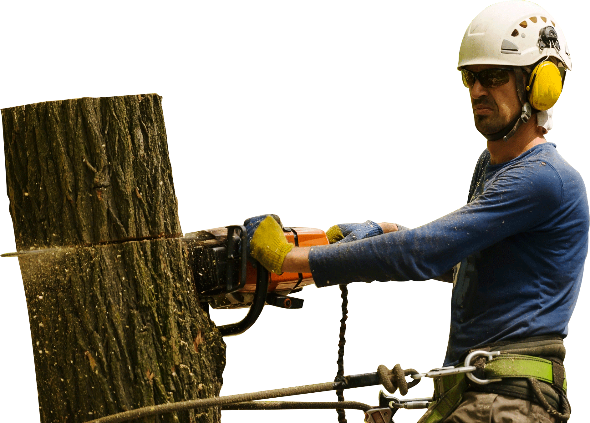 A tree is being cut down by an arborist