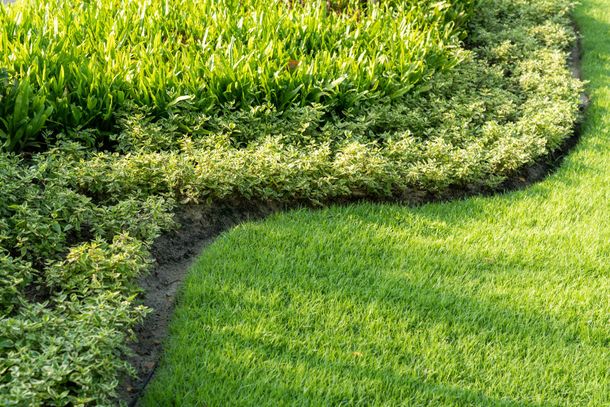 Lush green lawn bordered by curved beds of plants, illuminated by sunlight.