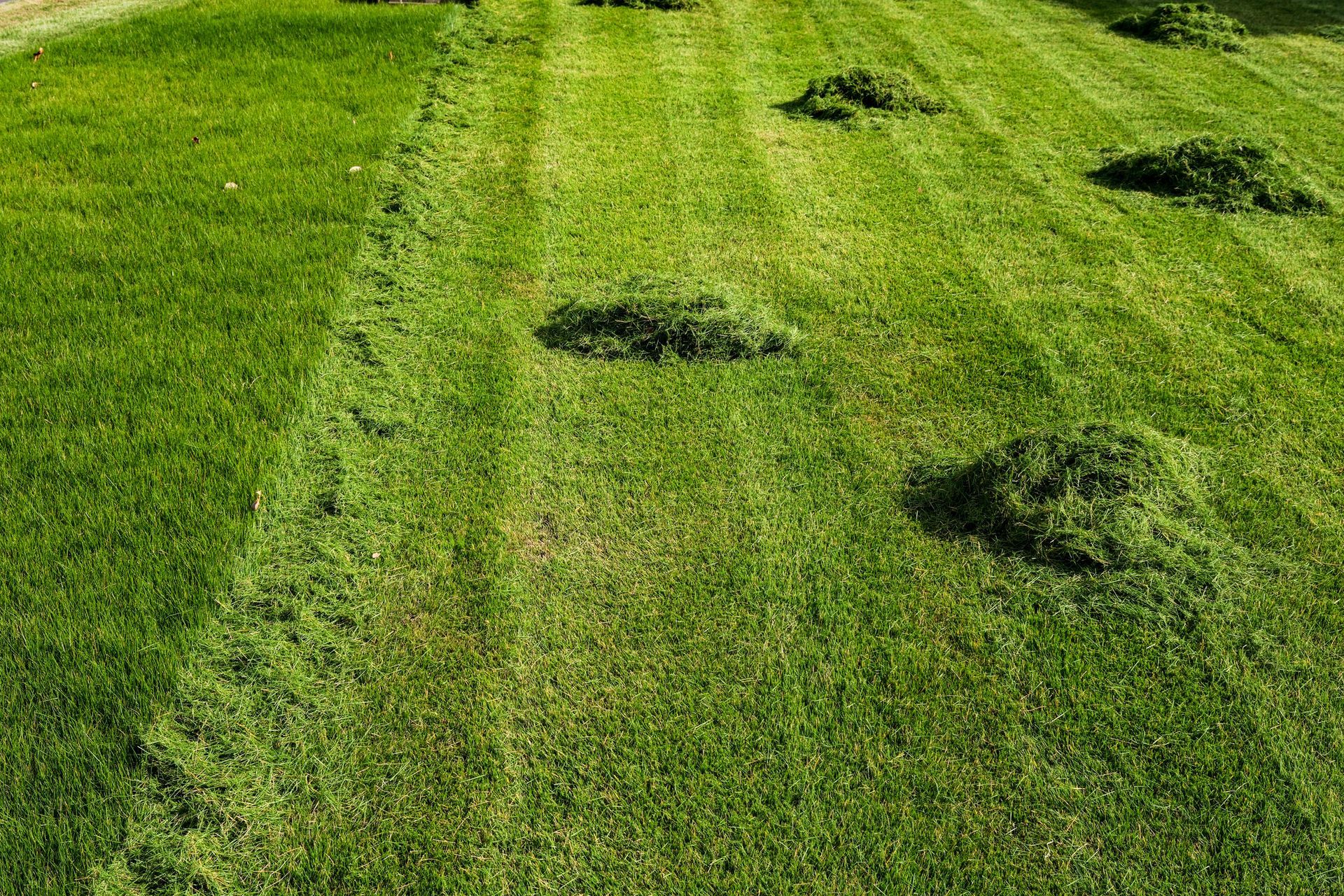 Green lawn recently mowed, with visible cut grass piles and stripes.
