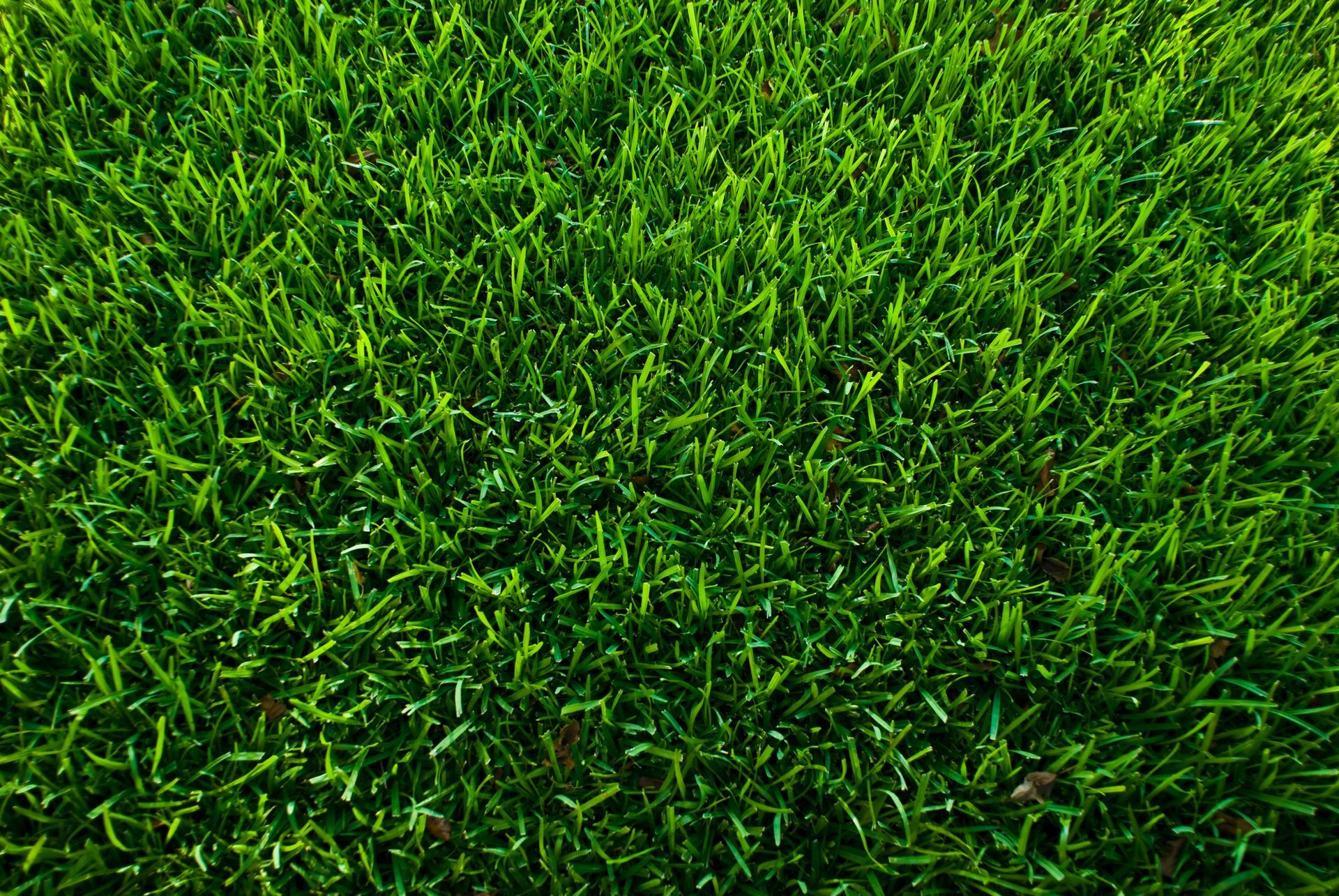 Lush, green grass, tightly packed, filling the frame.