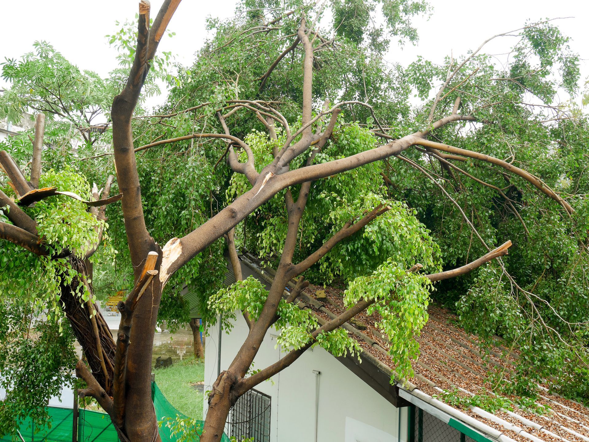 Tree branches broken and on a white roof, likely after a storm.