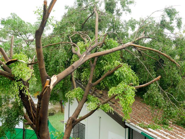 Tree branches broken and on a white roof, likely after a storm.