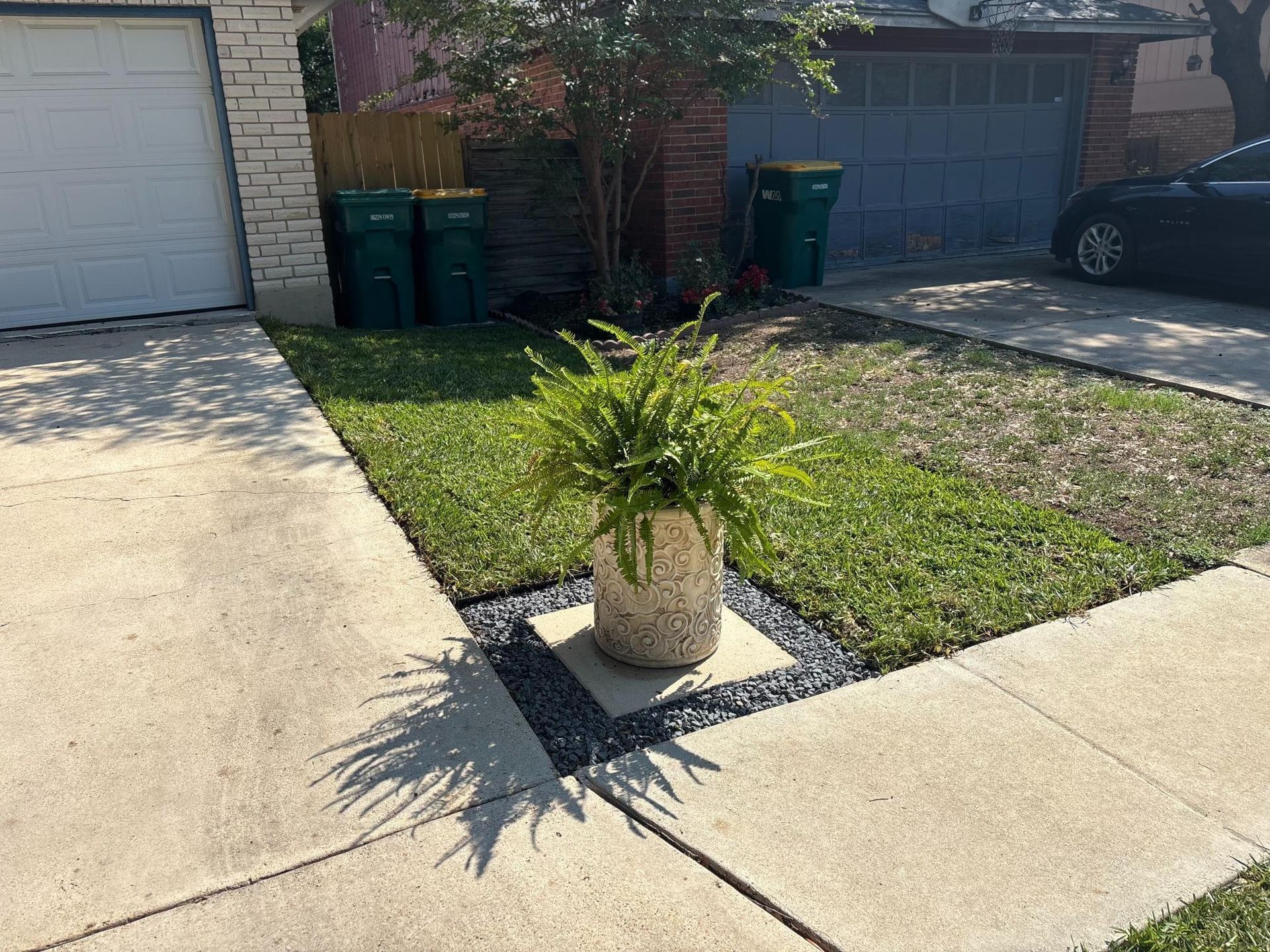 A green fern sits in a light-colored pot surrounded by dark decorative stones in a small square cutout of a grassy lawn.