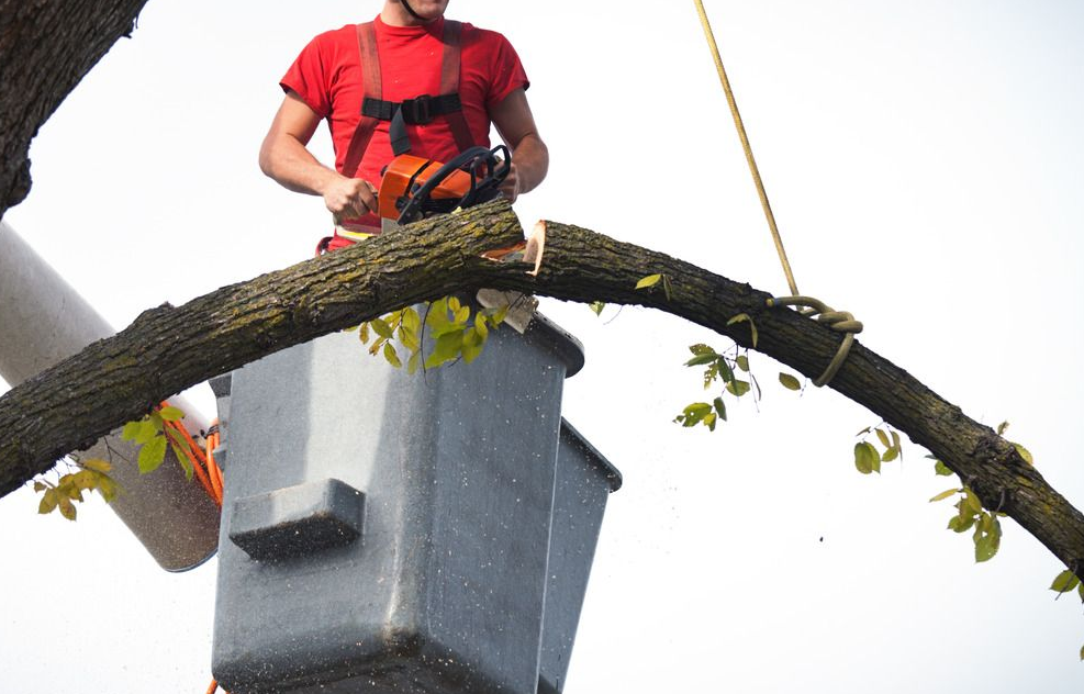 A person in green overalls uses a weed trimmer amidst young evergreens in a sunny clearing.