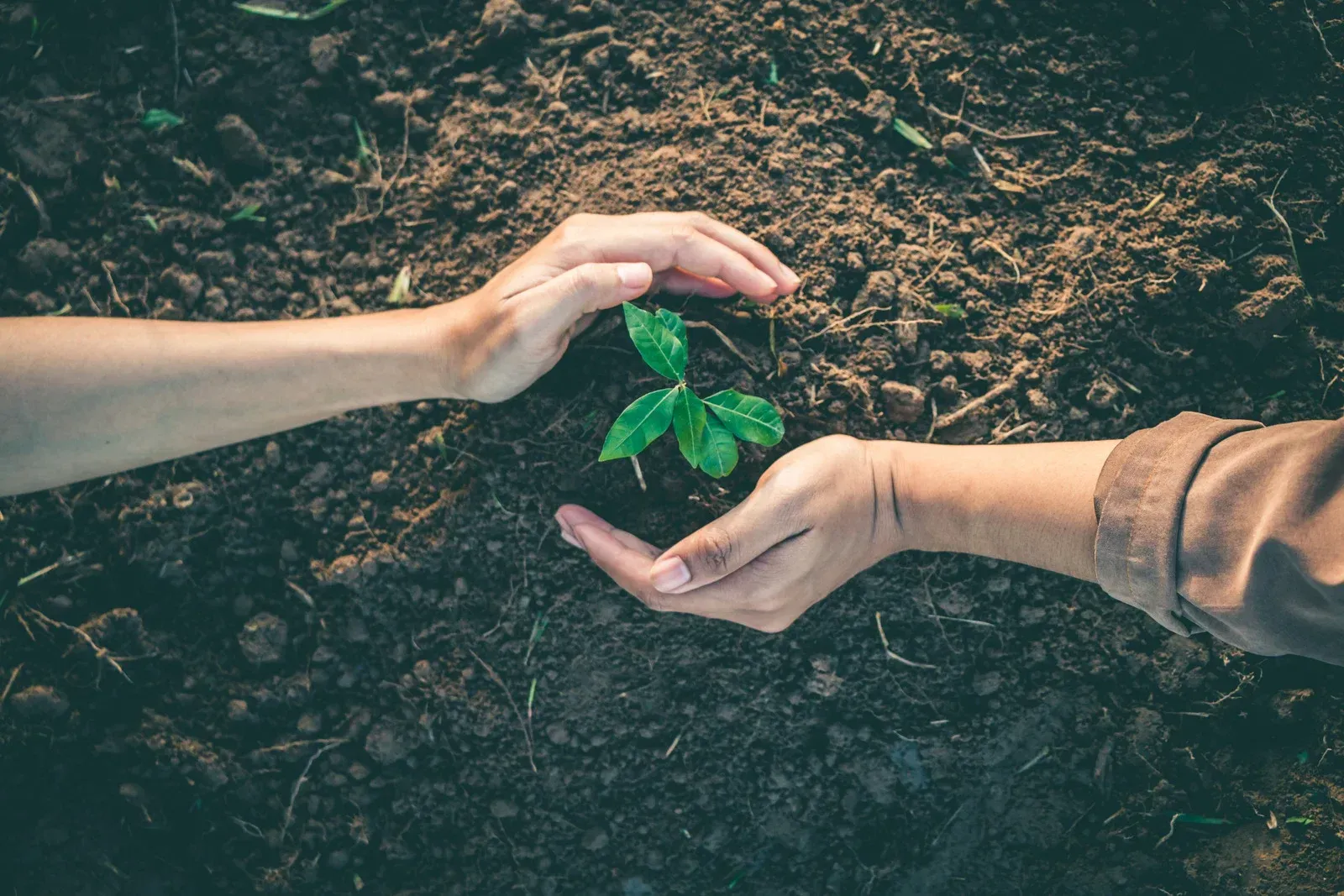 Two pairs of hands gently cradle a small green seedling growing out of dark, rich soil.