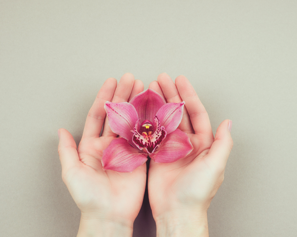 Hands holding a pink orchid against a neutral background.
