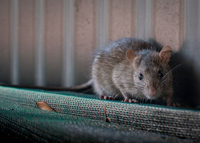 Rat — Grovetown, GA — Gutters and More
