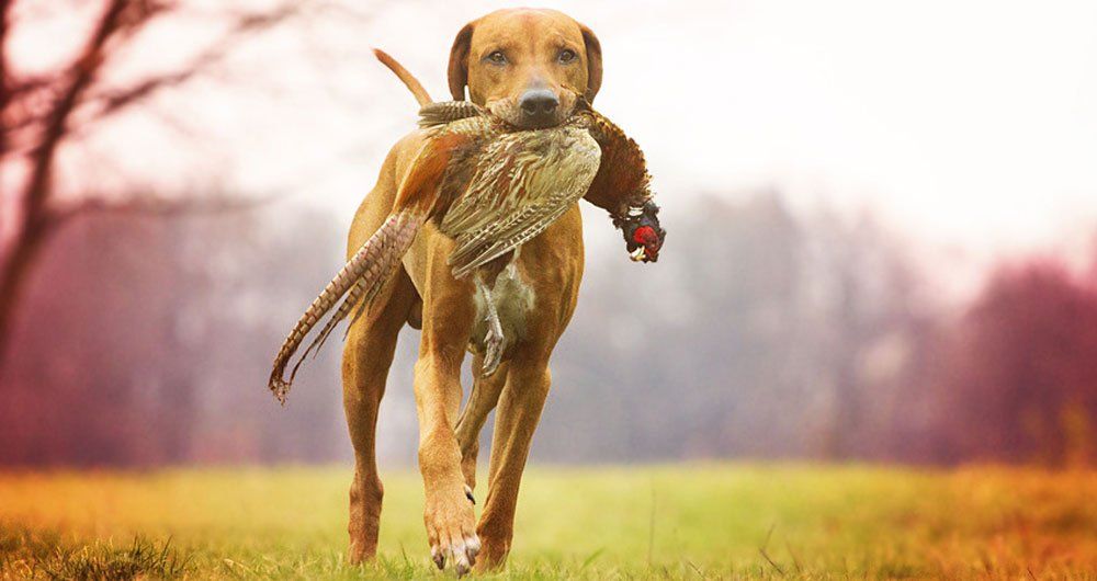 hunting dog