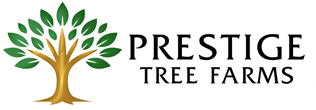 Jenkins Tree Farms LLC logo with a tree on the left and text on the right: 