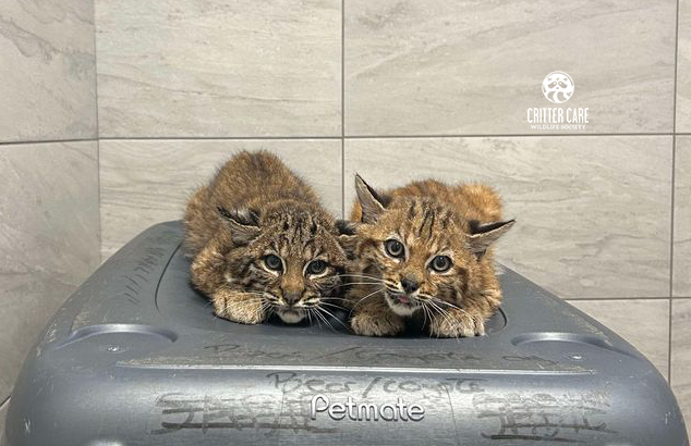 Two bobcat kittens are sitting on top of a kennel.