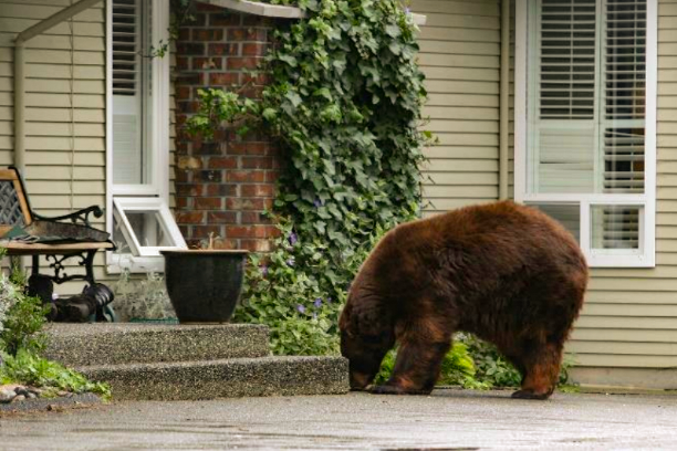 Bear on a driveway