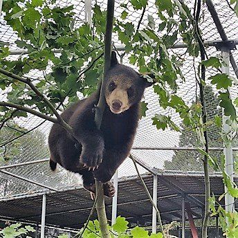 A black bear is hanging from a tree branch.