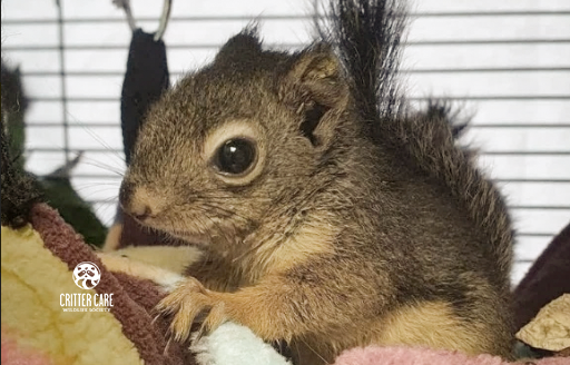 A small squirrel is sitting in a cage looking at the camera.