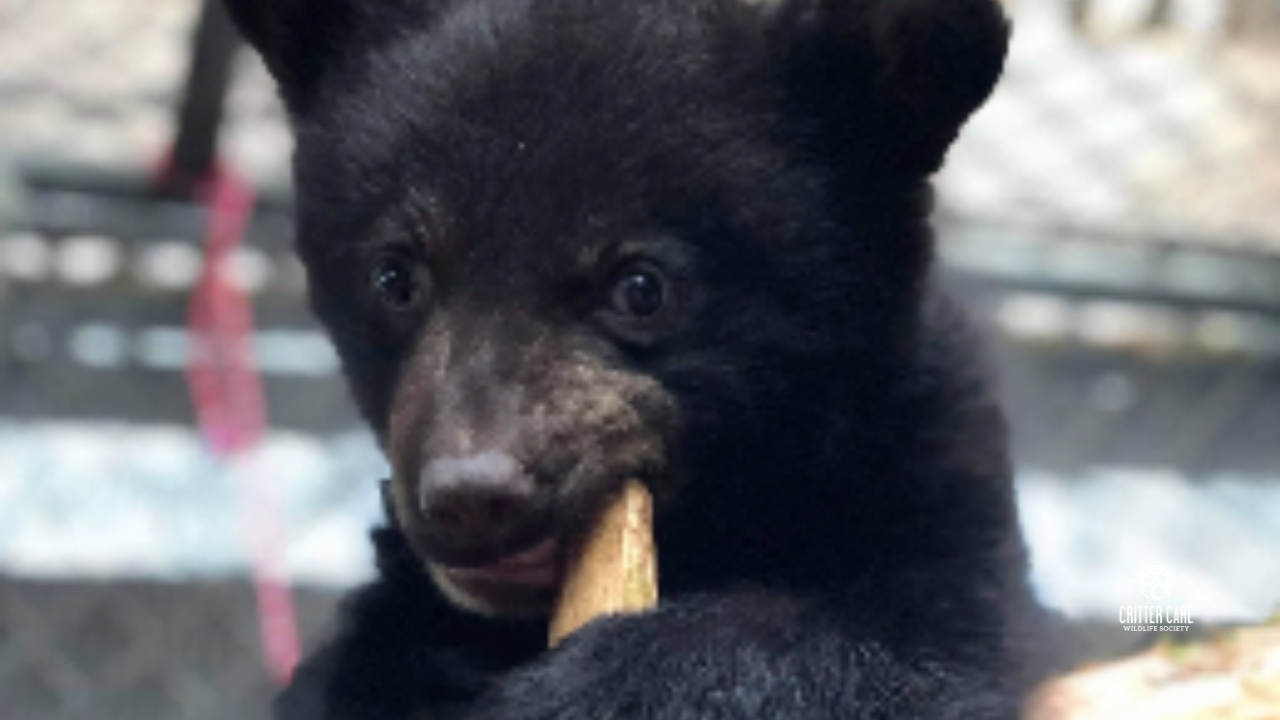 Black bear cub eating a treat, looking up with curious expression.