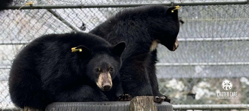 Two black bears sit near a chain link fence. One faces the camera. Both have yellow ear tags.