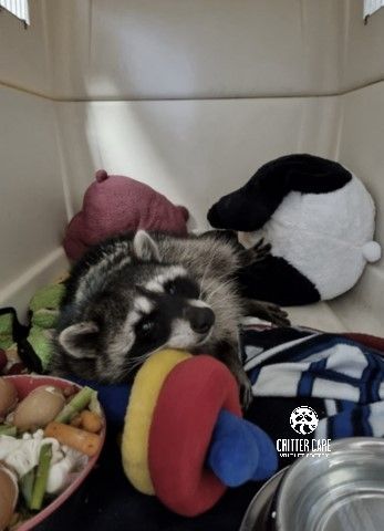 Rescued Raccoon

