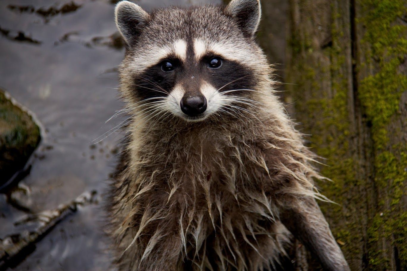 A raccoon is standing on its hind legs in the water and looking at the camera.