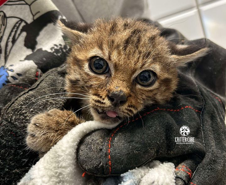 A bobcat kitten is sticking its tongue out while being held by a person.