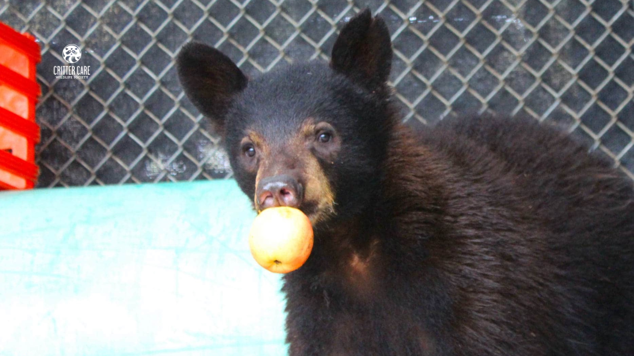 Black bear cub holding a peach in its mouth near a chain link fence.