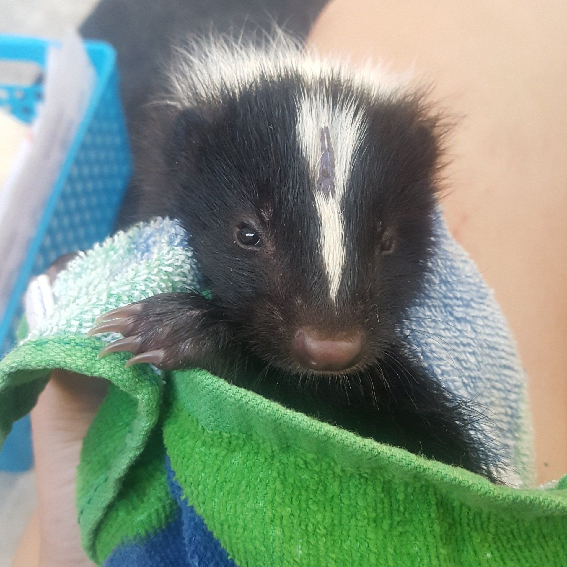 Skunks | Critter Care Wildlife Society